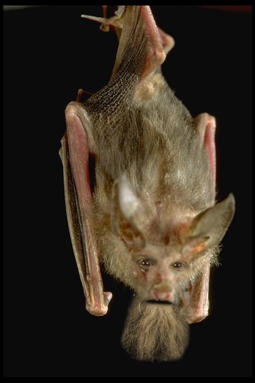 got batley?